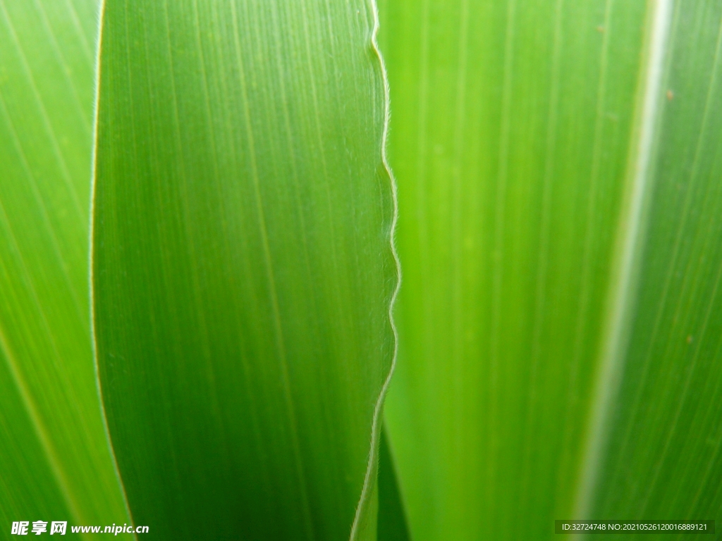 高清晰玉米叶植物壁纸-欧莱凯设计网