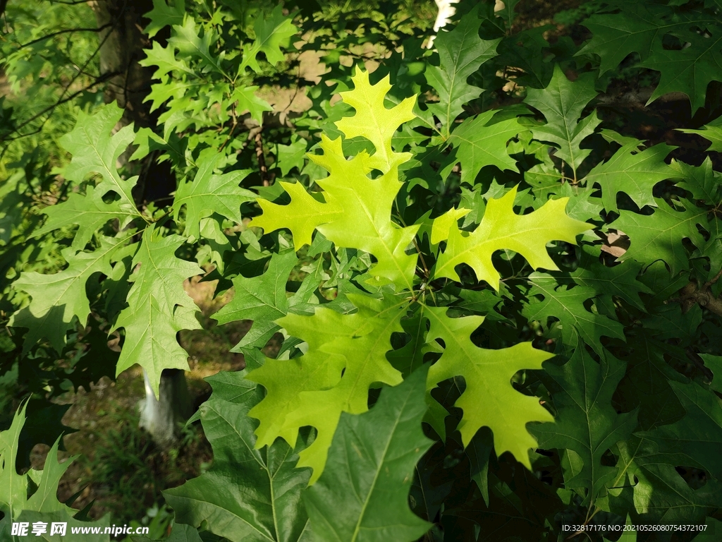 科学网—20201217——青冈（栎）（Cyclobalanopsis glauca (Thunberg) Oersted） - 栗茂腾的博文