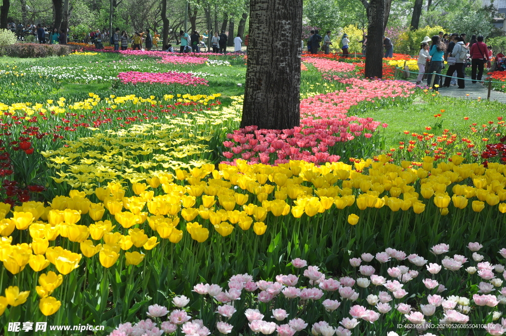 北京植物园的郁金香花卉