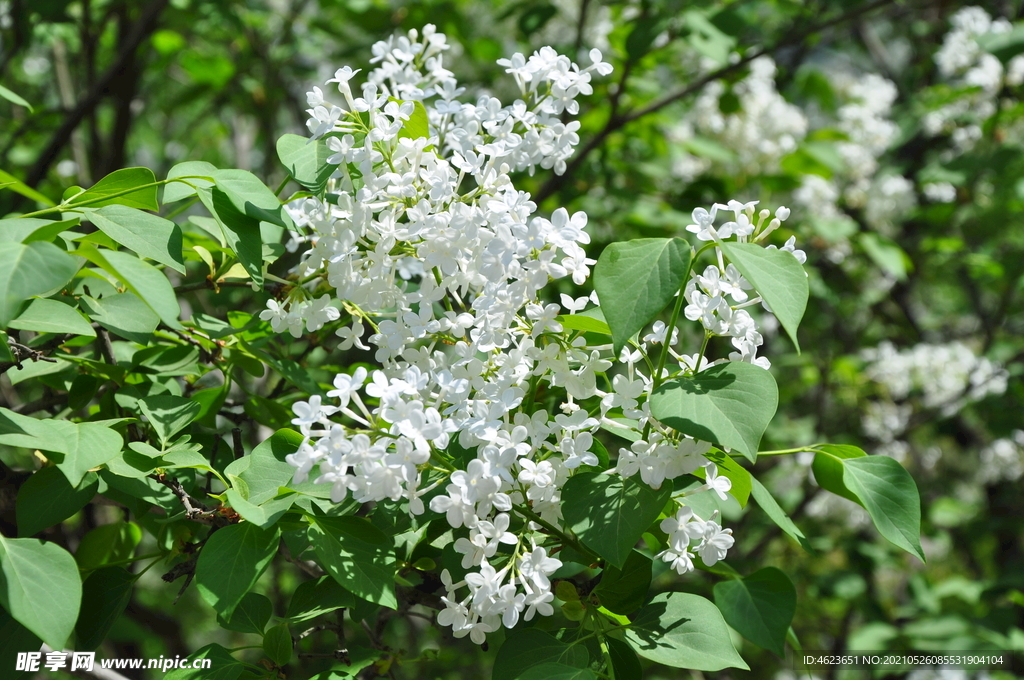 园林花灌木白丁香的花