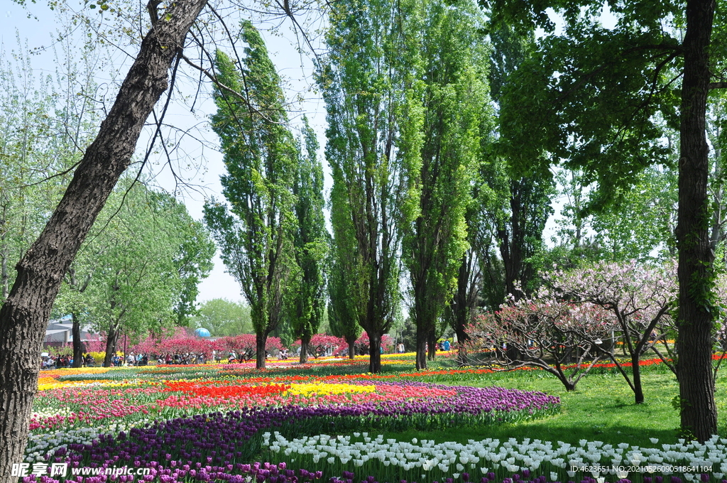 北京植物园郁金香花海