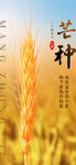 芒种节气海报