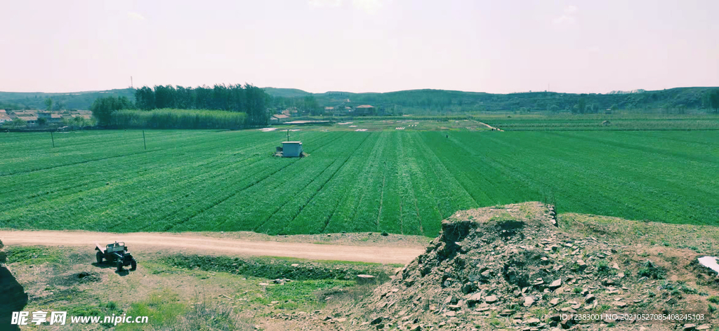 麦田