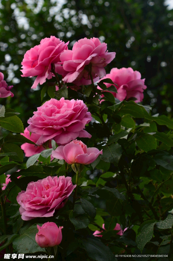 月季花 