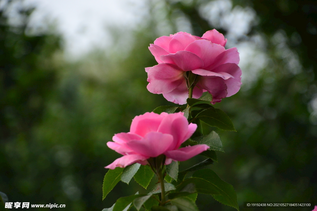 月季花