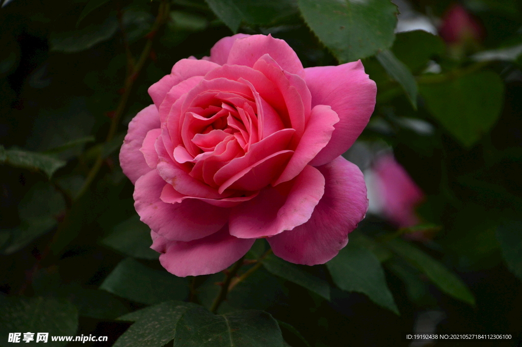 月季花 