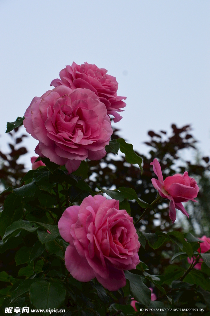 月季花
