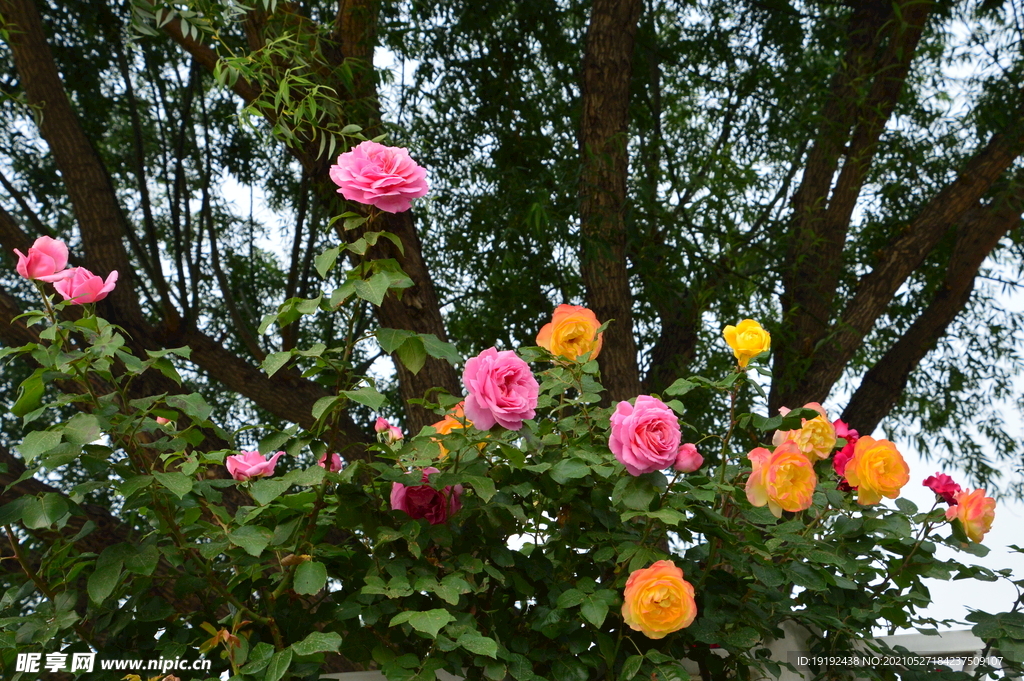 月季花