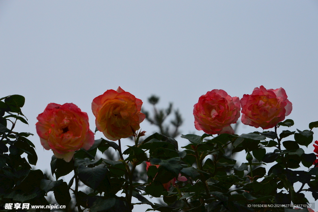 月季花