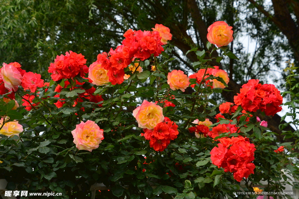月季花 