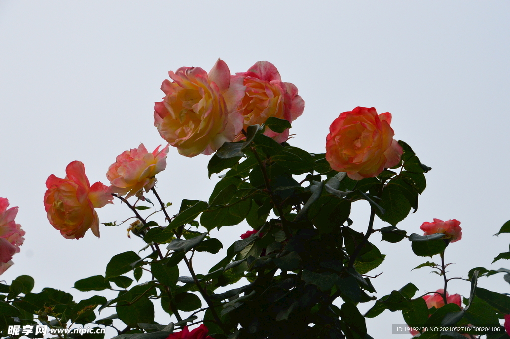 月季花 