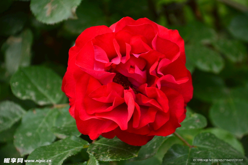 月季花