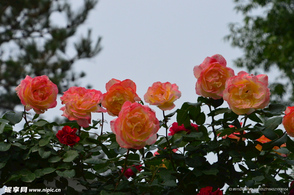月季花 