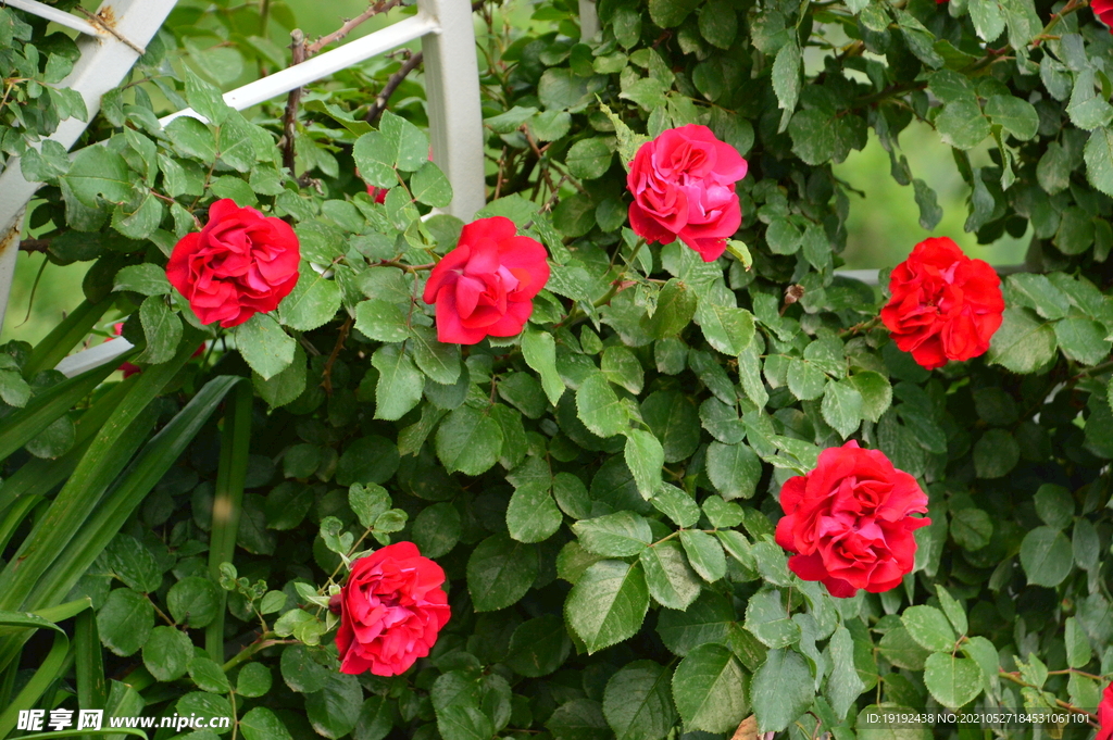 月季花 