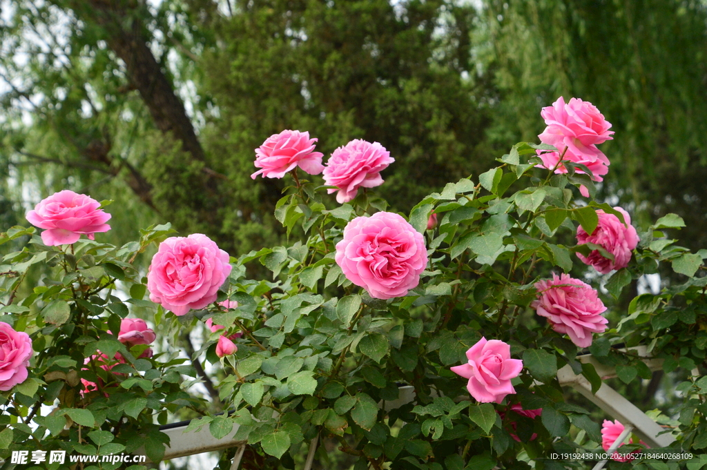 月季花 