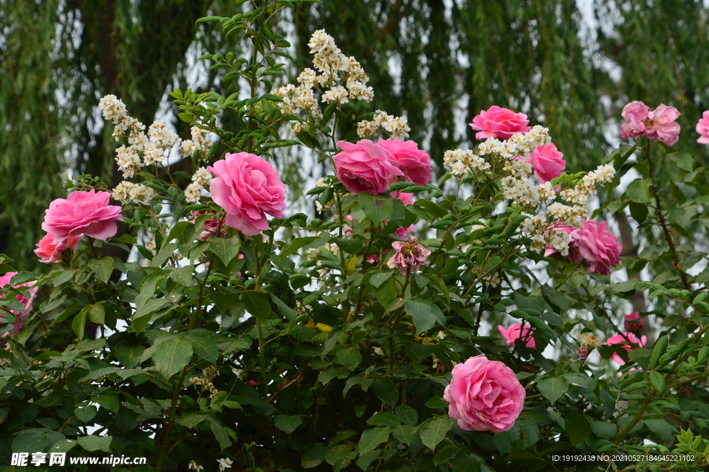 月季花