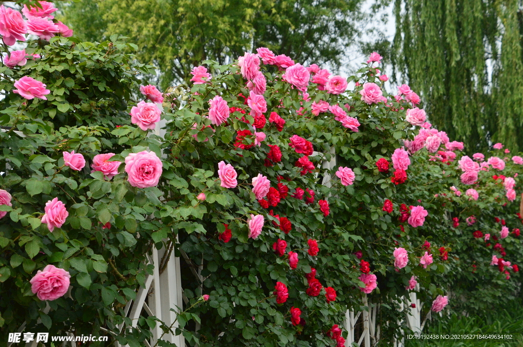 月季花 