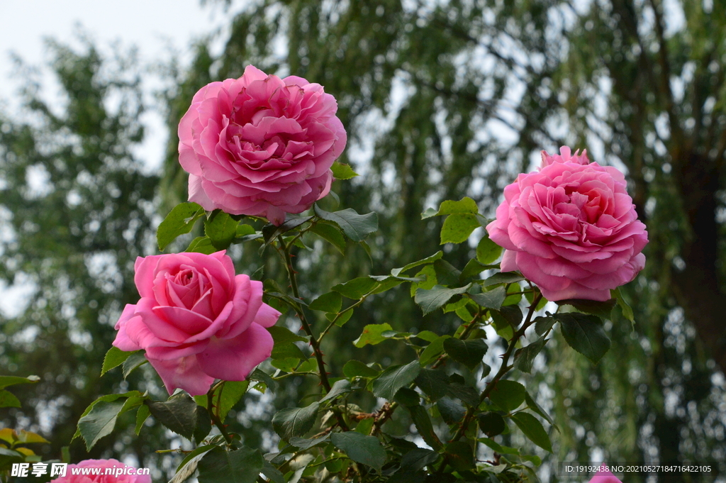 月季花