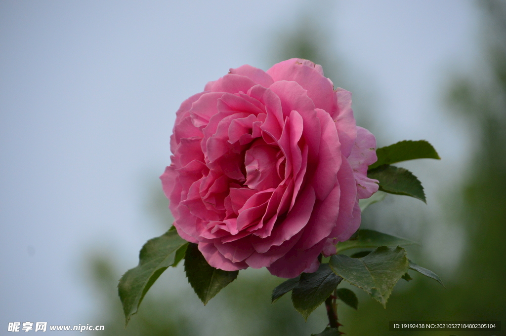 月季花