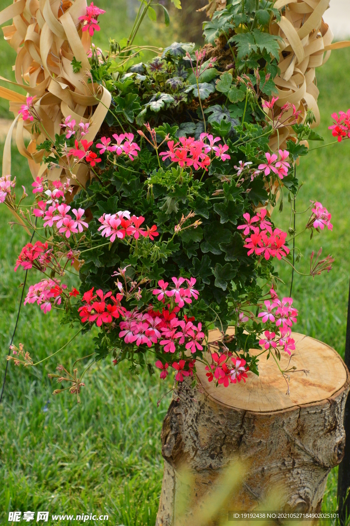 园林花卉