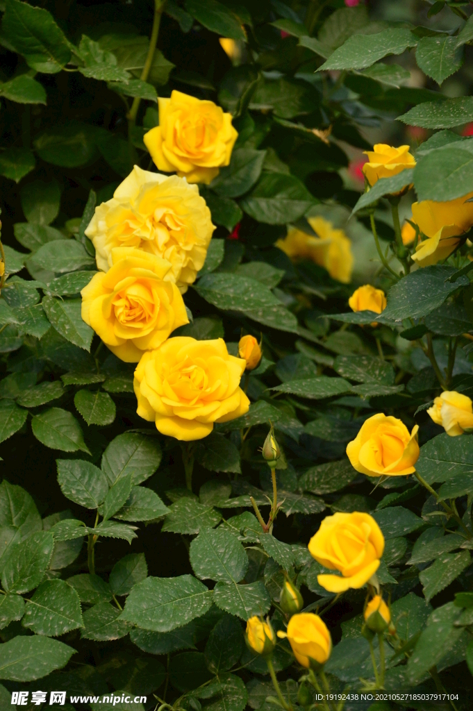 月季花 