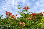 凌霄花