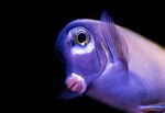 可爱的海洋生物