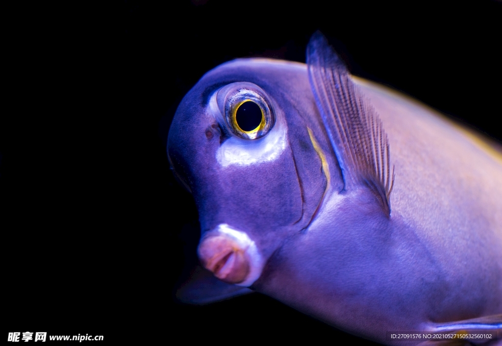 可爱的海洋生物