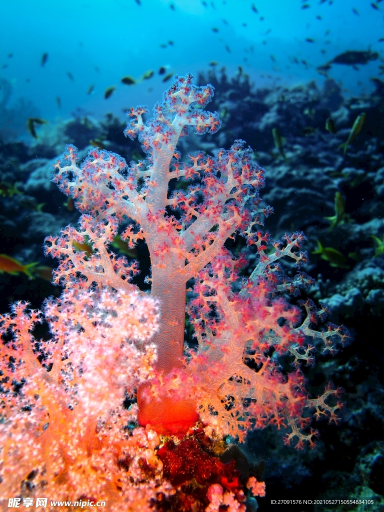 红色珊瑚精美唯美摄影海洋生物