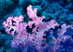 粉色珊瑚精美唯美摄影海洋生物