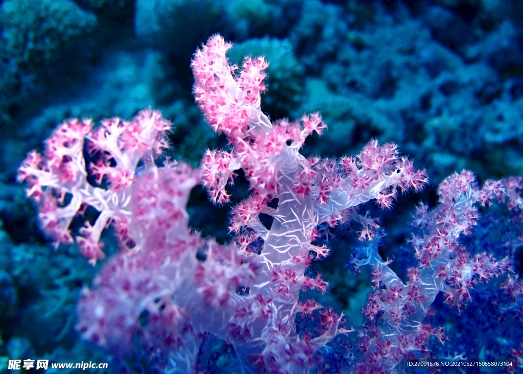 粉色珊瑚精美唯美摄影海洋生物