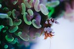 精美唯美摄影海洋生物珊瑚