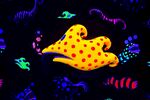 多彩黄色精美唯美摄影海洋生物 