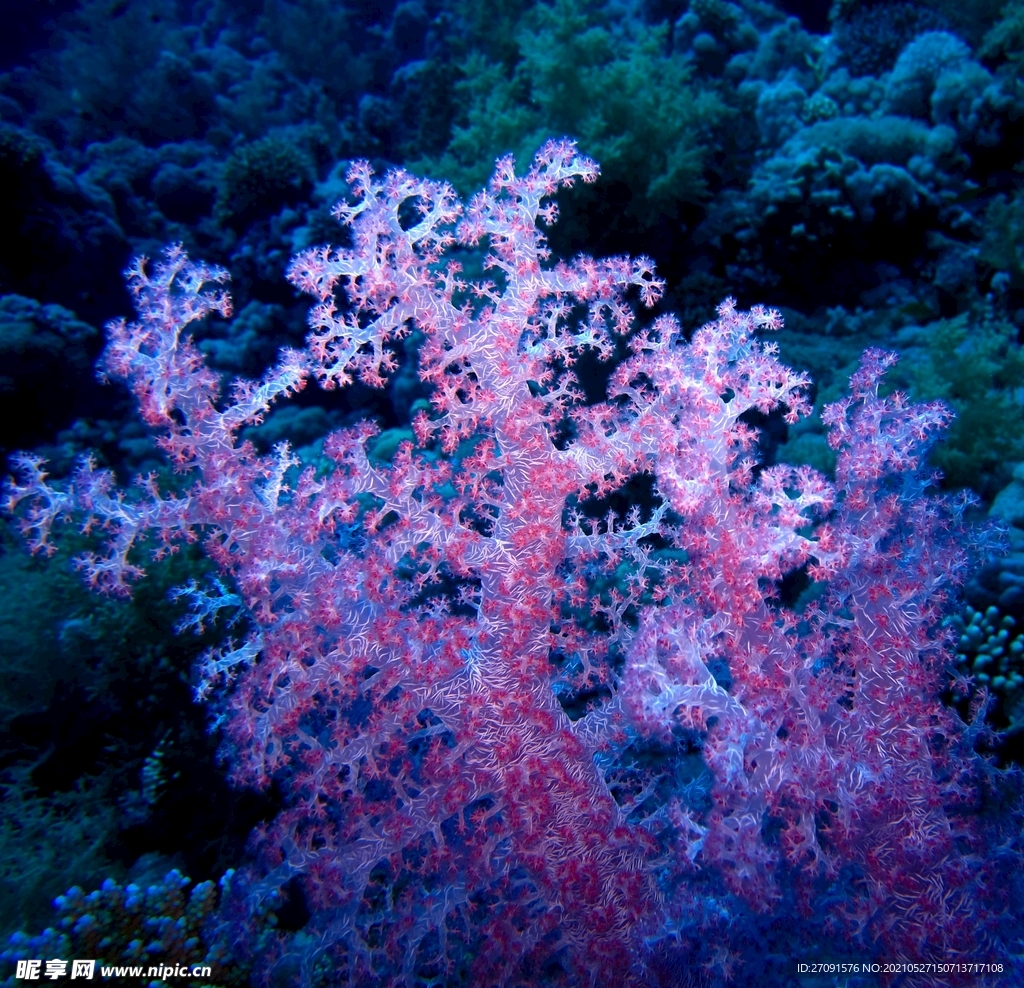 珊瑚精美唯美摄影海洋生物