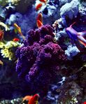 紫色精美唯美摄影海洋生物