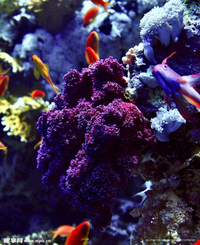 紫色精美唯美摄影海洋生物