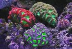 绿色红色精美唯美摄影海洋生物