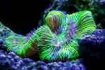 绿色精美唯美摄影海洋生物背景