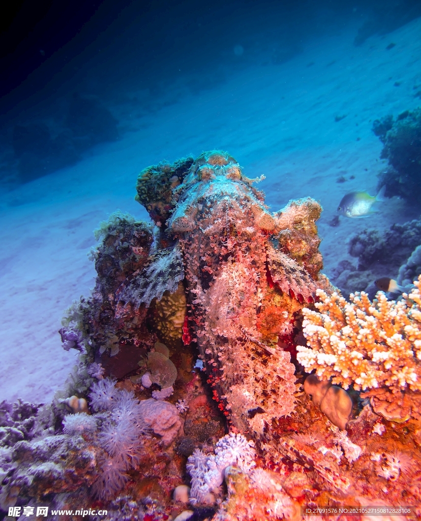 精美唯美摄影海洋生物珊瑚背景