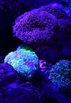 精美唯美摄影海洋生物