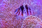 粉色鱼海洋生物背景
