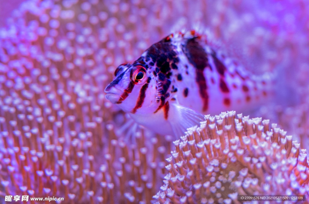 粉色鱼海洋生物背景