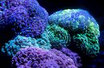 蓝色紫色海洋生物珊瑚背景