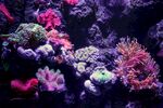 紫色海洋生物珊瑚背景