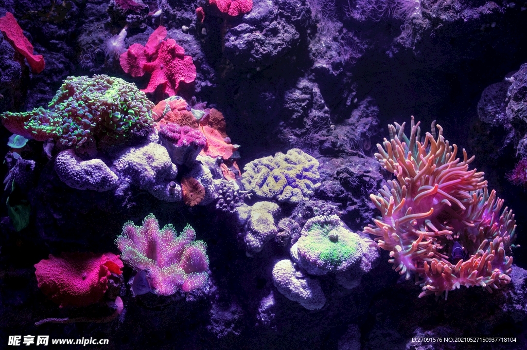 紫色海洋生物珊瑚背景