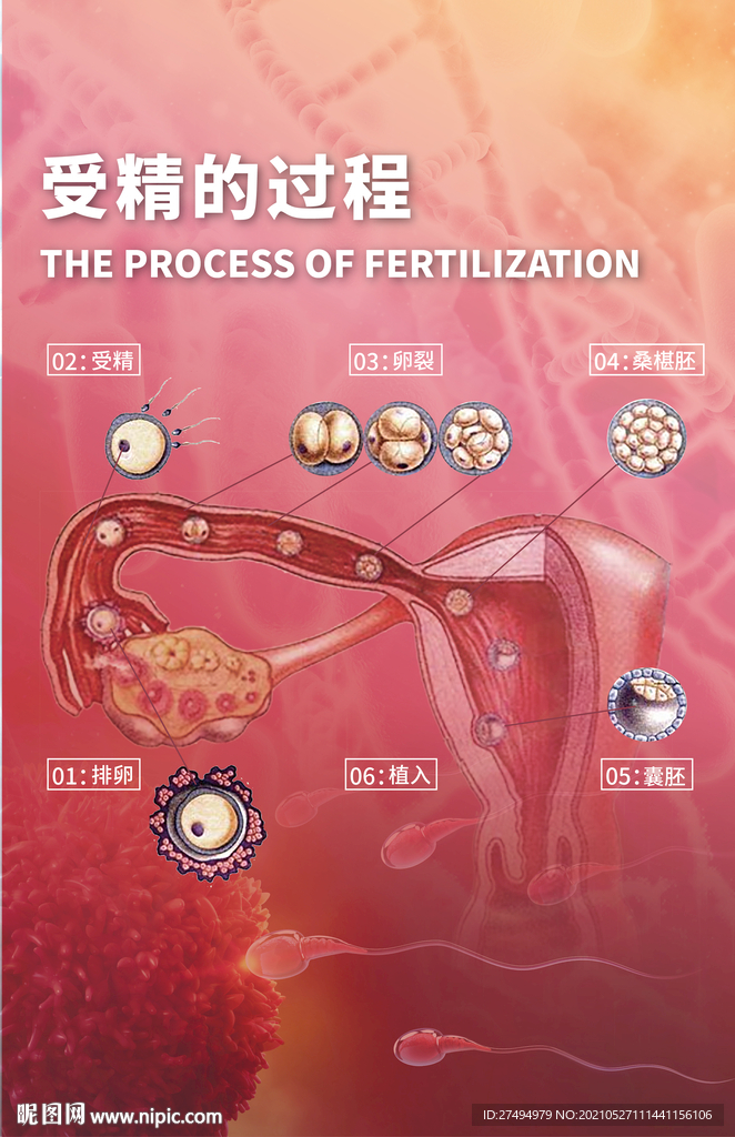 受精过程渐变图文