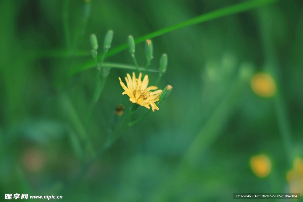 雏菊