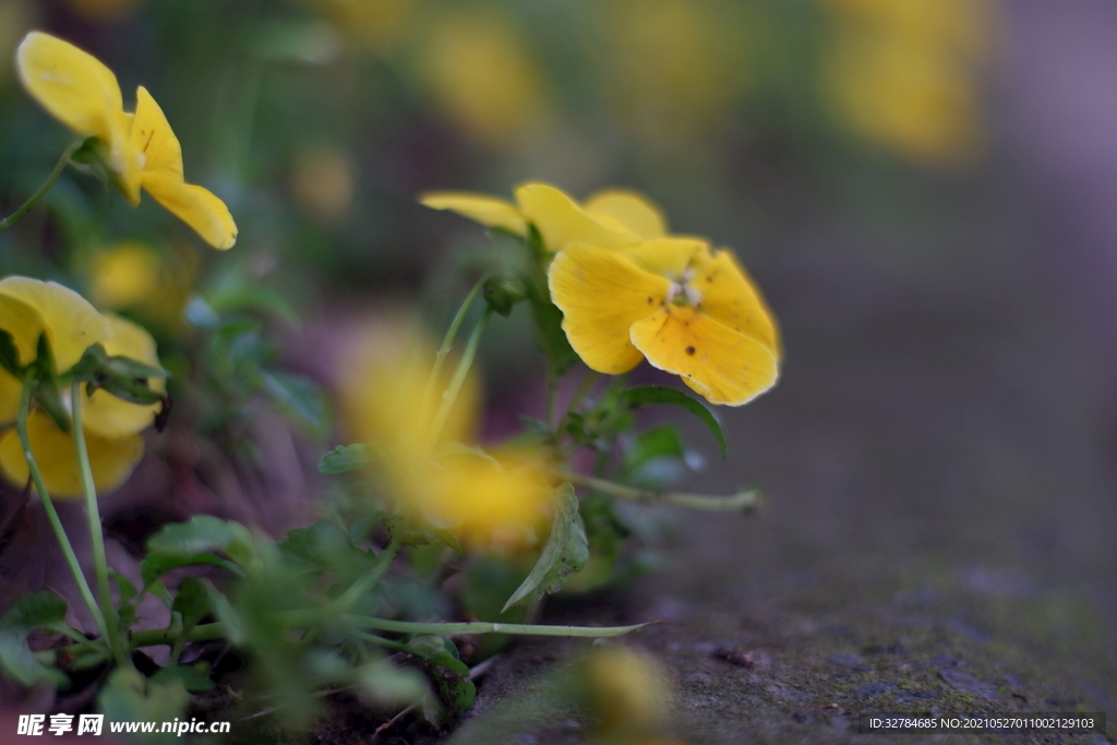 黄花