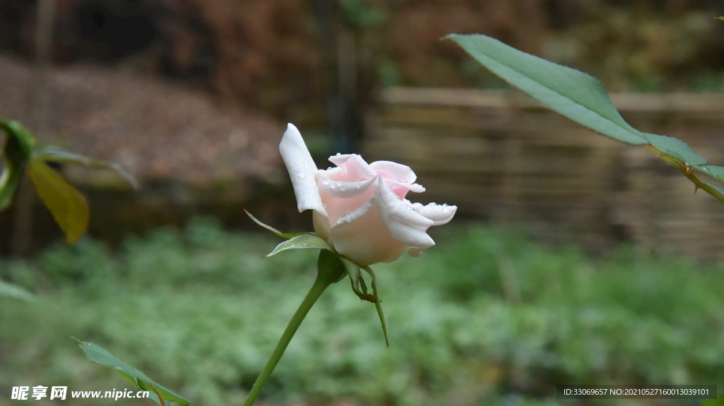 玫瑰花