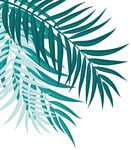 植物叶子